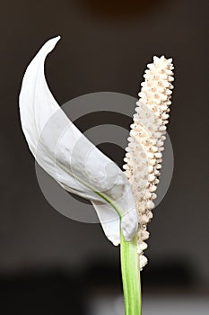 Close up of blooming white tropical Spathiphyllum plant spadix flower