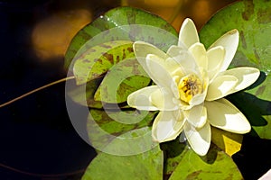 Close up of blooming white water lily in a pond