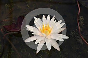 Close up Blooming White Water Lily with Yellow Pollen