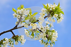 Close up of blooming wild cherry