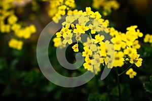 Close up of blooming yellow alyssum flowers in someone`s balcony signaling spring
