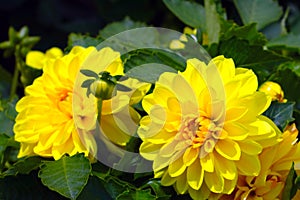 Close-up of the blooming yellow dahlias in the park