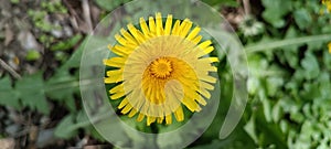 Close up blooming yellow dandelion flowers (Taraxacum officinale) in the garden at spring time. Detail of dandelion