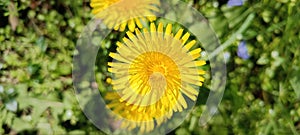 Close up blooming yellow dandelion flowers (Taraxacum officinale) in the garden at spring time. Detail of dandelion