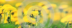 Close up blooming yellow dandelions on sunny day. Summer flower background