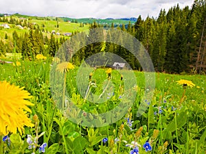 Close up blooming yellow dandelions and tiny blue flowers on the Carpathians hills. Wonderful spring scene