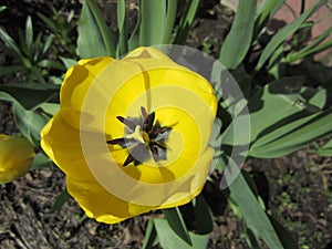 Close-up of a blooming yellow tulip bud in a flower garden.