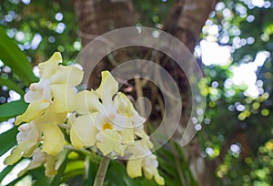 Close-up blooming yellow and white orchid ground flowers