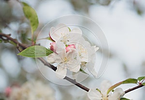 Close up Blossom apple over nature bokeh background, spring flowers