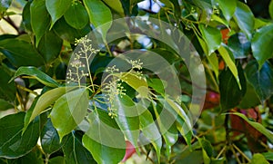 Close-up of blossom of camphor tree Cinnamomum camphora common camphor wood or camphor laurel with evergreen leaves