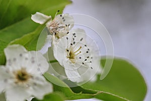 Close up of blossom of a cherry tree.