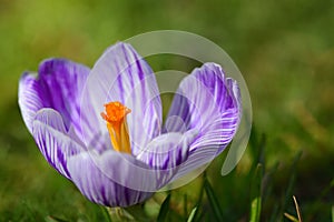 Close-up of the blossom of a fresh crocus with a yellow pistil, purple and white stripes, against a green background in spring in