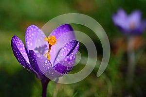 Close-up of the blossom of a fresh purple crocus with a yellow pistil and pollen and drops of water, against a green background in