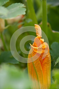 Close up blossom orange squash flower green leaves background warm summer day