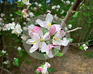 Blooming spring flowers of apple tree.