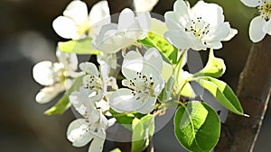Close up of blossom pear branch, floral branch in sunny day