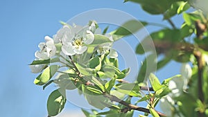 Close up of blossom pear branch, floral branch in sunny day