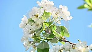 Close up of blossom pear branch, floral branch in sunny day