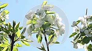 Close up of blossom pear branch, floral branch in sunny day