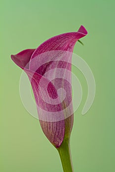 close-up of the blossom of a purple calla (zantedeschia) on gree