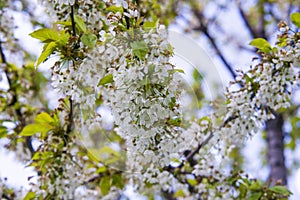 Close up on blossom Pyrus Nivalis ( Pear Tree) photo