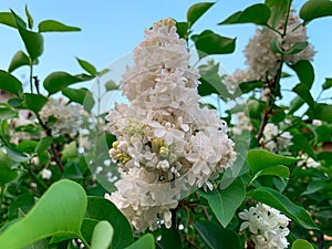 Close up blossom white lilac tree flowers, also known as French lilac