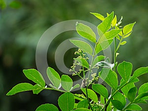 Close-up blossom of Zanthoxylum americanum, Prickly ash or Sichuan pepper with young green leaves on natural green bokeh backgroun