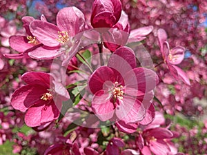 Close-up blossoming apple tree on a spring day. Beautiful spring tree red flowers background. Branch with red flowers