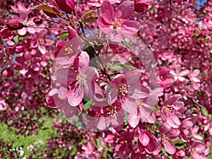 Close-up blossoming apple tree on a spring day. Beautiful spring tree red flowers background. Branch with red flowers