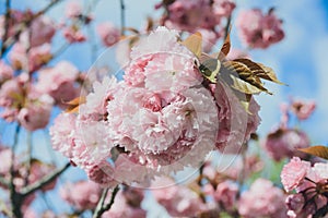 Close-up blossoming branch with bloom pink flower buds of cherry or sakura tree