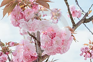 Close-up blossoming branch with bloom pink flower buds of cherry or sakura tree