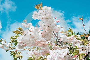 close-up blossoming branch with bloom white flower buds of cherry or sakura tree