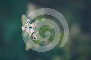 Close up of blossoming flower in spring with shallow focus