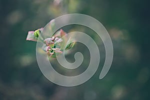 Close up of blossoming flower in spring with shallow focus
