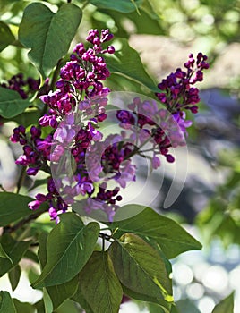 Close-up of a blossoming lilac. Selective focus and shallow depth of field.