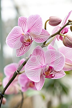 Close-up on Blossoming Pink Orchid photo