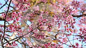 Close-up of blossoming pink Wild Himalayan cherry flowers Thailand`s sakura or Prunus cerasoides at Phu Lom Lo mountain, Loei, T