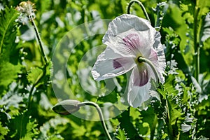 Close up of blossoming poppies flowers. Flowering Poppy-heads field