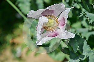 Close up of blossoming poppies flowers. Flowering Poppy-heads field