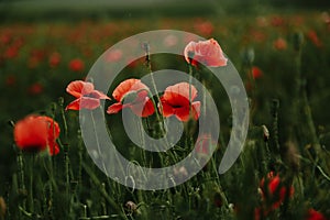 Close-up of blossoming red poppy