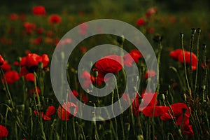 Close-up of blossoming red poppy