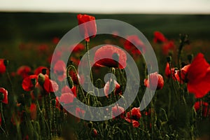 Close-up of blossoming red poppy