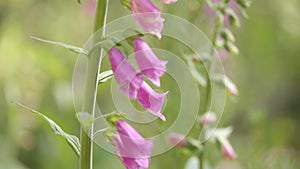 Close-up of blossoms of purple foxglove swaying gently in a green forest