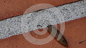 A close-up of a blow-fly larva