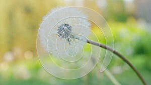 Close-up of blowball flower. Lonely dandelion flower bud in the green grass.