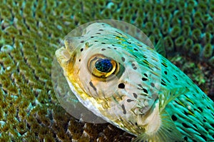 Close up of blowfish underwater in ocean