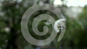 Close-up of blowing dandelion seeds. Flying dandelion seeds.