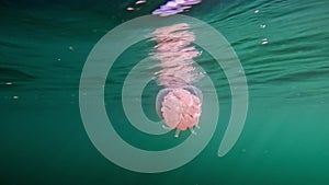 Close-up of a blubber jellyfish purple blubber jellyfish or Catostylus mosaic moving slowly underwater against a dark