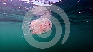 Close-up of a blubber jellyfish purple blubber jellyfish or Catostylus mosaic moving slowly underwater against a dark