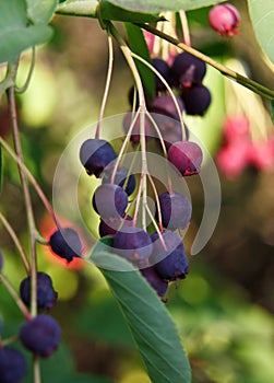 Close-up of bluberries